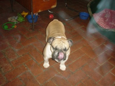 I can lick my nose too.jpg