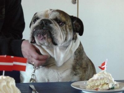 Mies hund 3.JPG