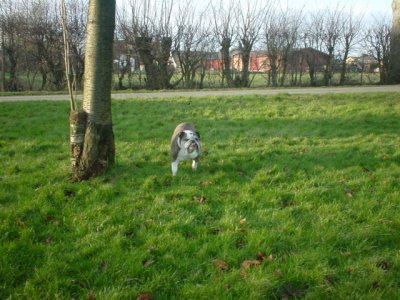 Old Villy in the garden.jpg
