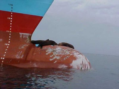 seal on bow 2.jpg