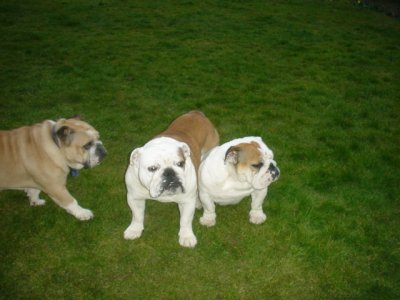 some og Vicki and Johns hunde 1.jpg