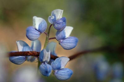 Woodland Flowers 2007
