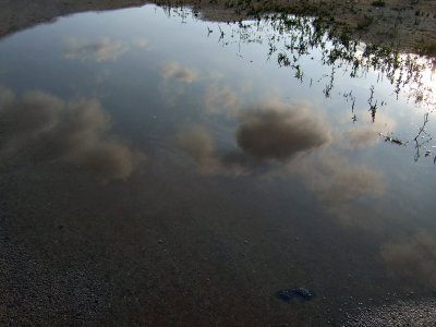 Mataro, first midsummer's rain