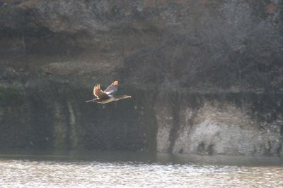 Double Crested Cormorant