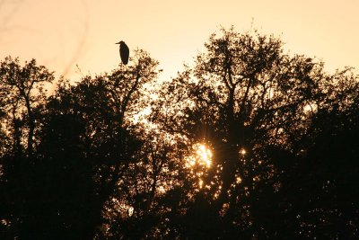 Great Blue Heron Sunset