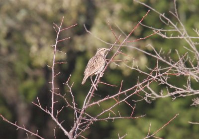 Meadowlark