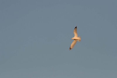 Ring Billed Gull