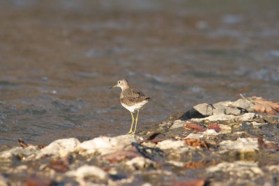 Solitary Sandpiper