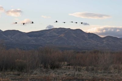 Cranes and a Mountain