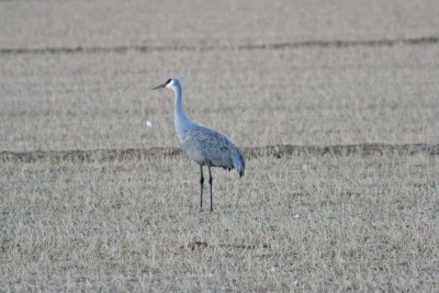 Lone Crane