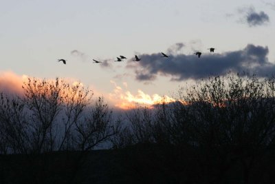 Cranes in the Sunset