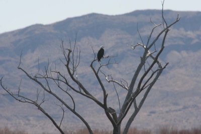 Bald Eagle in the Tree