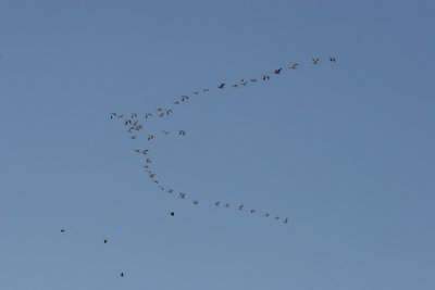 Snow Goose Flock
