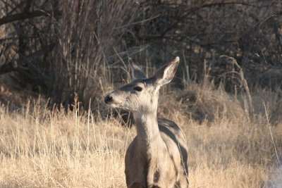 Mule Deer