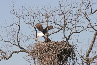 Llano County Eagles, 2007