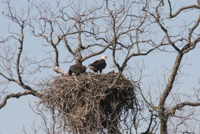 Adult and Eaglet