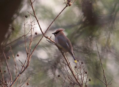 Cedar Waxwing