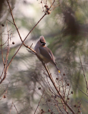 Cedar Waxwing