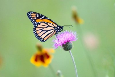 Monarch Butterfly on Thistle