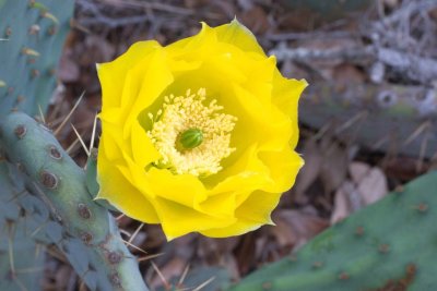 Cactus Flower