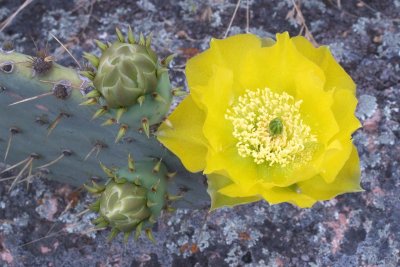 Cactus Flower and Buds