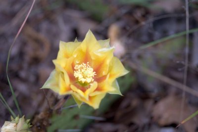 Cactus Flower