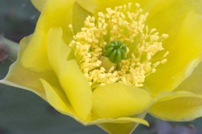 Cactus Flower Closeup