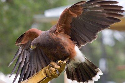 Bay Wing Hawk