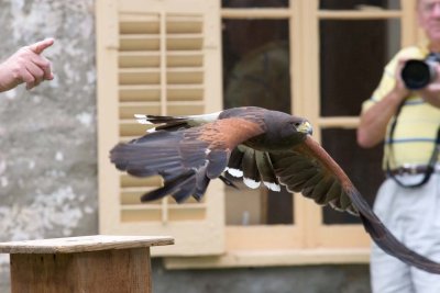 Bay Wing Hawk