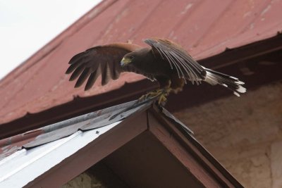 Bay Wing Hawk