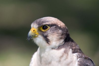 Falcon