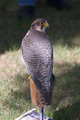 Falcon