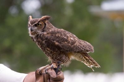 Great Horned Owl