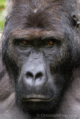 Kahuzi Biega national park - Eastern Lowland Gorillas (DRC)