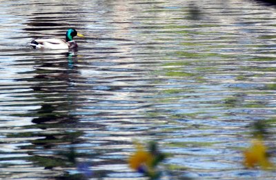 Y en el lago..... patos azulones