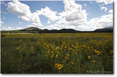 Meadow Near Sunset Crater