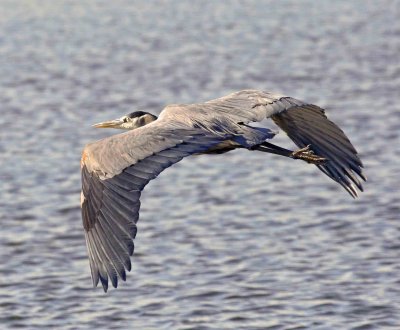heron flight.
