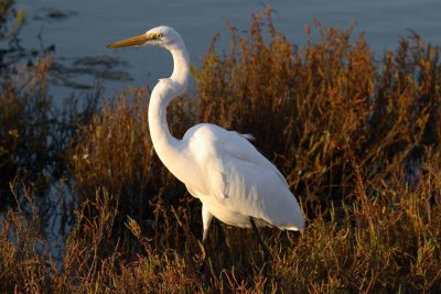 egret pose 2.JPG