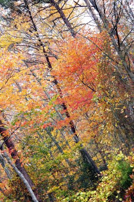 Tilted Trees Spotsy.jpg