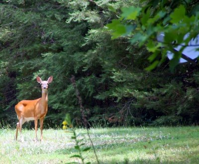 Backyard deerJPEG.JPG