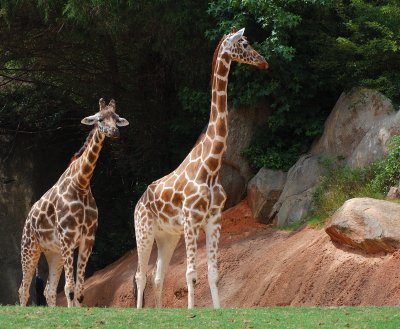 2Giraffes.jpg