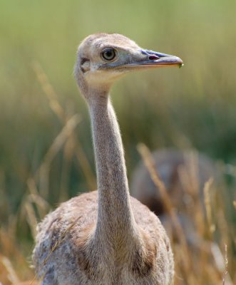 Bebe Emu.JPG