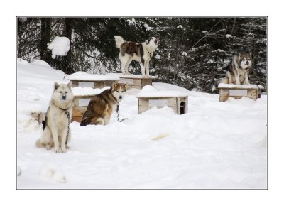 Chiens de traineaux