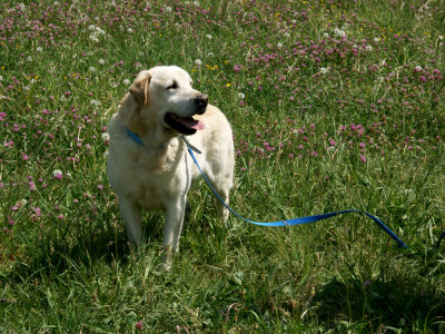 MON PEPERE - LABRADOR