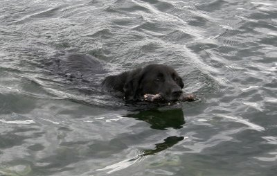 Retriever2.jpg