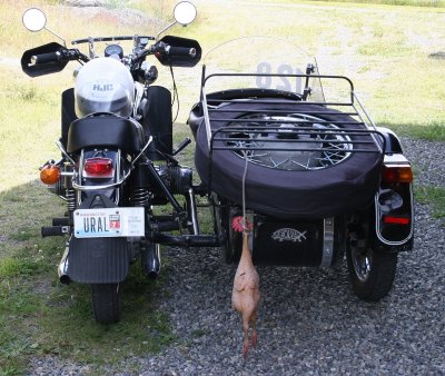 Ural Chick.jpg