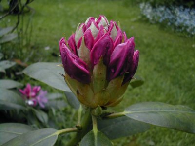 Rhododendronknopp