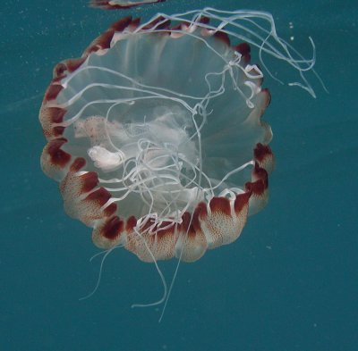 Jellyfish水母
