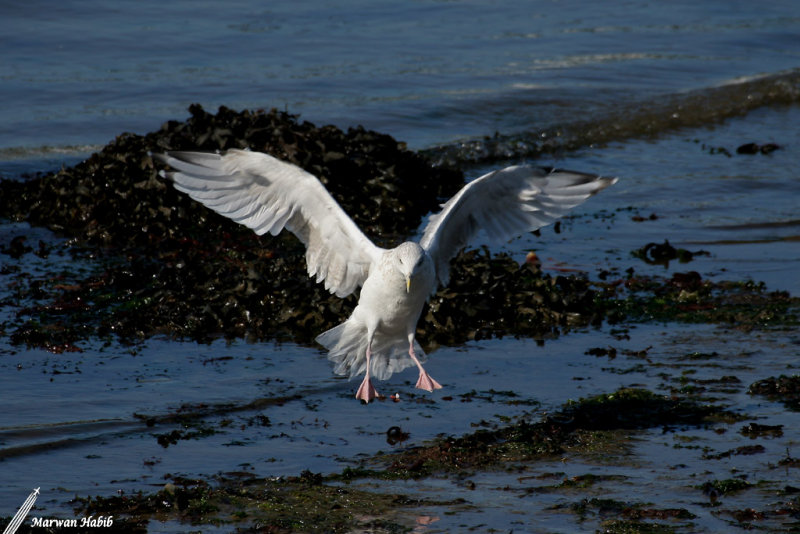 Seagull / Mouette