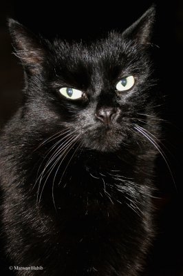 Kitty - Bad mood... / De mauvaise humeur...